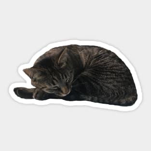 Comfy Kitty Sticker